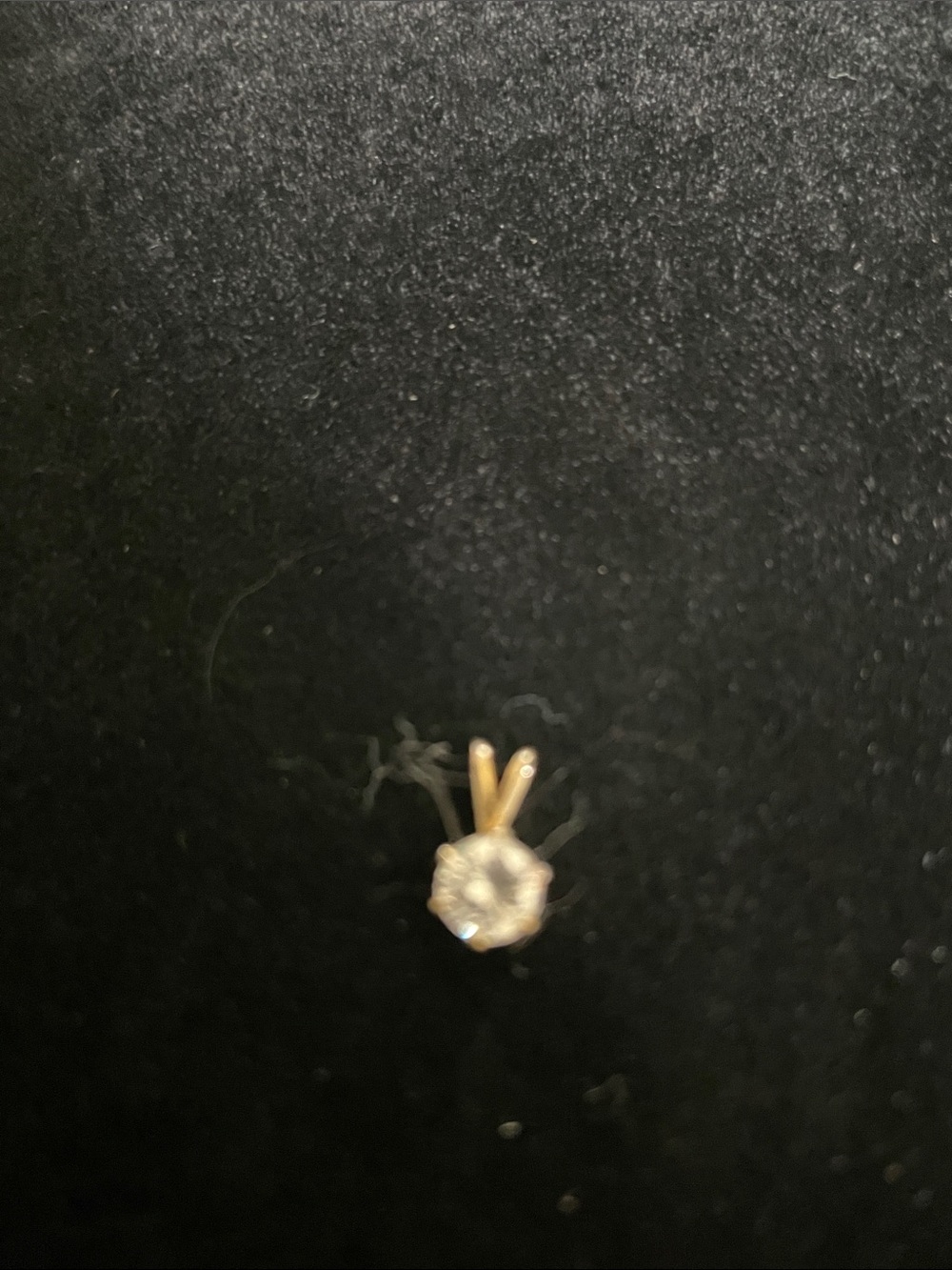 Gold Solitaire Crystal Stud Pendant 8/21/6